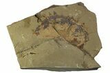 Huge, Fossil Anomolocarid Grasping Appendage - Cambrian #307249-3